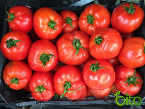 هل یوجد علب طماطم طازج في الأسواق العالمية؟