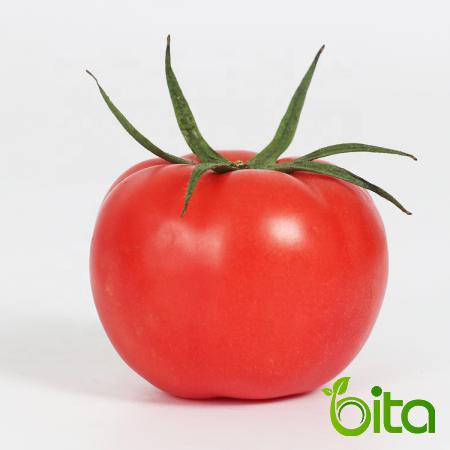 ما هی أنواع طماطم الذي يفضله أكثر الناس؟