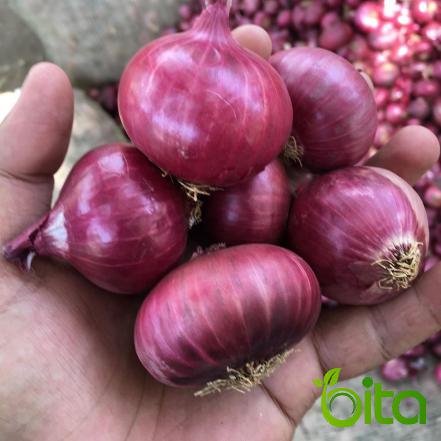 سعر أنواع البصل الأحمر بالطن اليوم في سوق الكويت