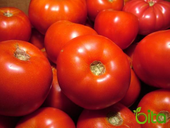 تصدير الطماطم إلى الدول الخليج بالجملة
