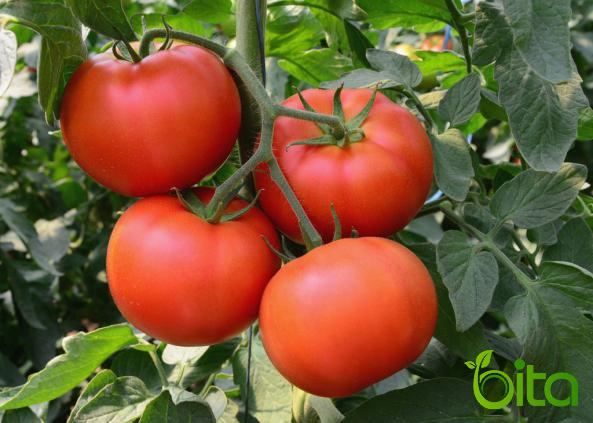تصدير الطماطم إلى الدول الآسيوية بأسعار منخفضة