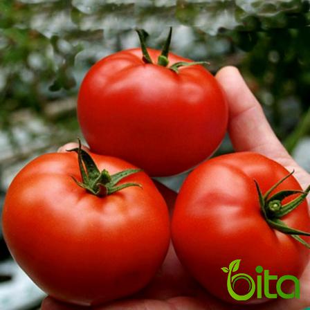 شركات بيع أنواع طماطم الدفيئة بكميات كثيرة