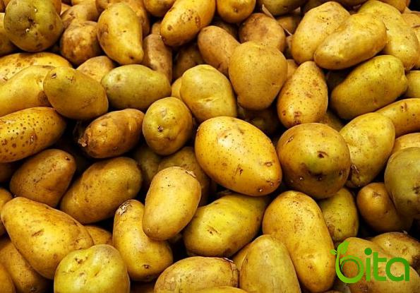 أسعار أنواع البطاطس اليوم في الكويت