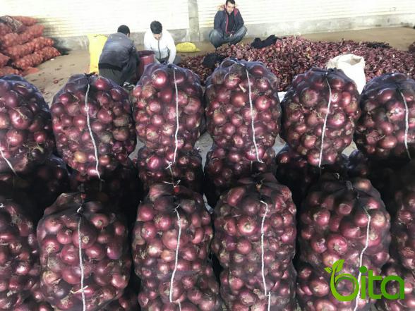 طرق شحن وتصدير البصل الأحمر بالطن إلى الدول الخليج