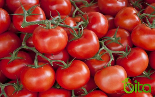 دول الرائدة في تصدير الطماطم